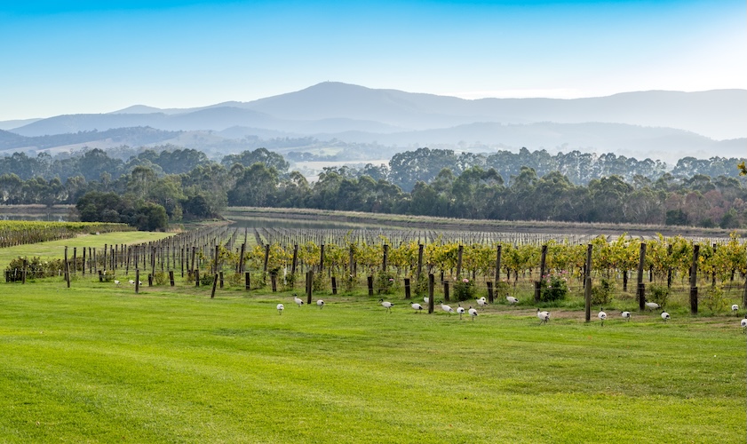 Vineyard fields of Yarra valley near Melbourne